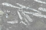 Fossil Graptolite Cluster (Didymograptus) - Great Britain #103466-1